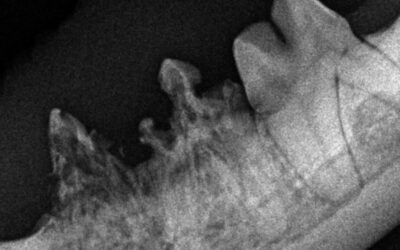 Resorptive Läsionen bei der Katze