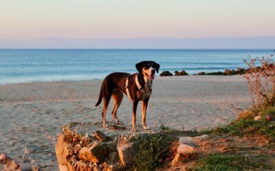 Reiseprophylaxe für Hunde