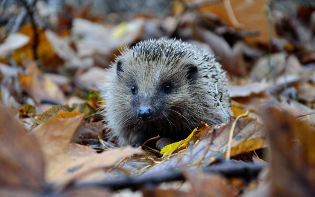 Wildtiere in Not
