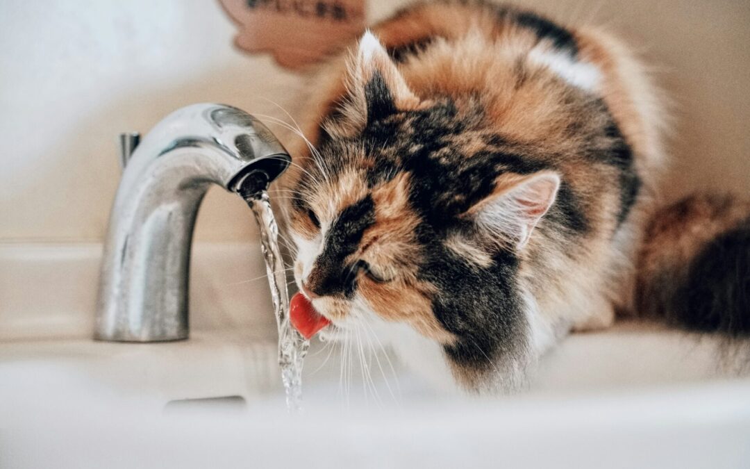 Chronische Nierenerkrankung bei Katzen